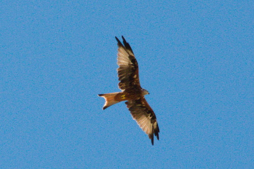 Red Kite