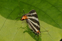 Panthiades bathildis