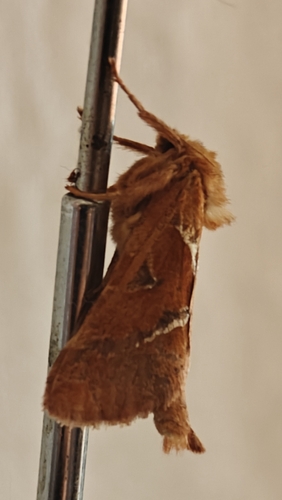 Orange Swift
