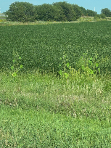 velvetleaf