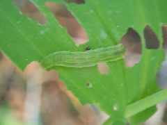 Cylindrotoma distinctissima