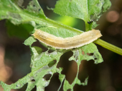 Cylindrotoma distinctissima