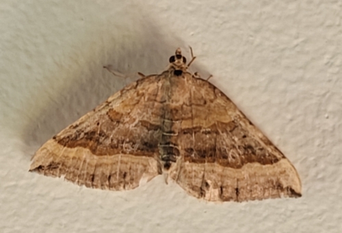 Shaded Broad-bar