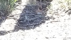 Aspidoscelis neomexicanus