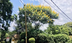 Vochysiaceae
