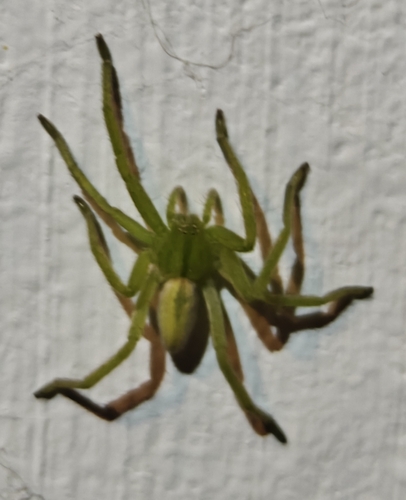 Green Huntsman Spider