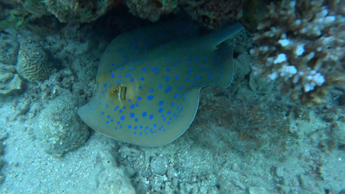 Bluespotted Fantail Ray