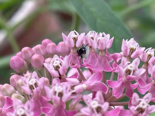Hylaeus leptocephalus observed 2026-09-02