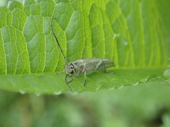 Phytoecia caerulescens