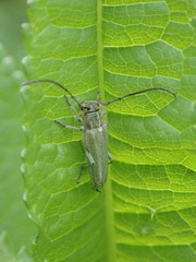 Phytoecia caerulescens