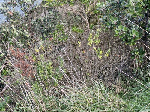 Veronica elliptica, photograph 3