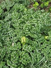 Angelica pachycarpa, photograph (c) Emily Roberts, some rights reserved (CC BY)