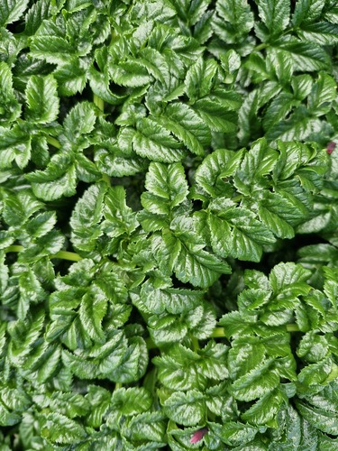 Angelica pachycarpa, photograph 4