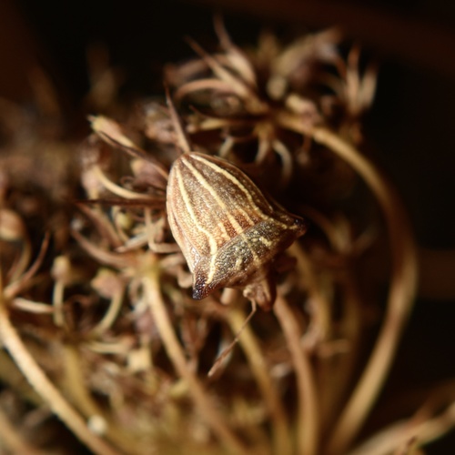 Ancyrosoma leucogrammes
