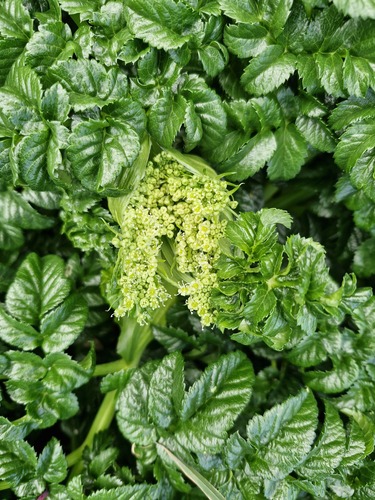 Angelica pachycarpa, photograph 5