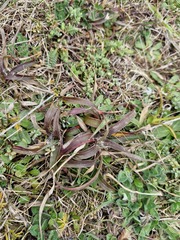 Luzula banksiana