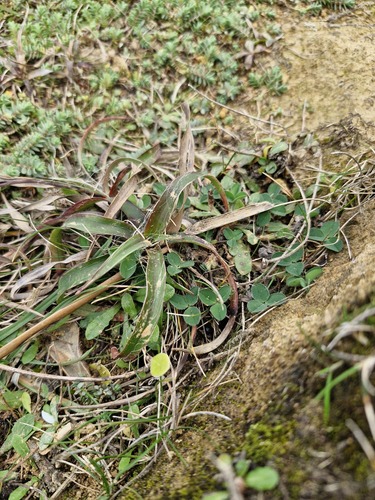 Luzula banksiana, photograph 2