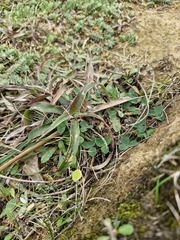 Luzula banksiana, photograph (c) Emily Roberts, some rights reserved (CC BY)