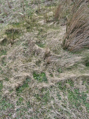Zoysia minima, photograph 6