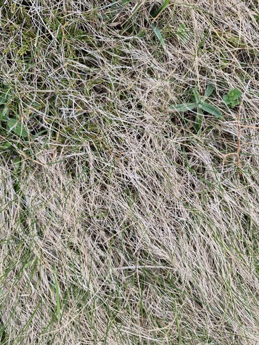 Zoysia minima, photograph 5