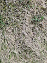 (c) Emily Roberts, some rights reserved (CC BY) Zoysia minima, photograph (c) Emily Roberts, some rights reserved (CC BY)
