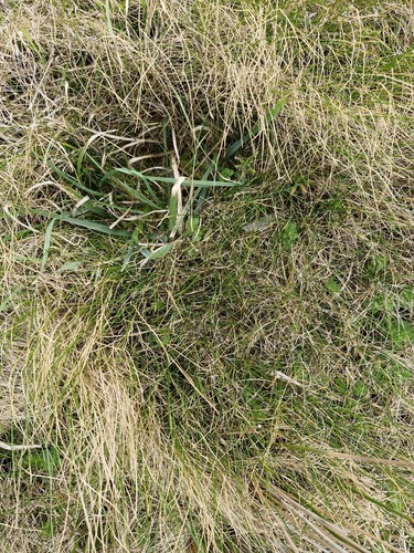 Zoysia minima, photograph 4