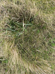 (c) Emily Roberts, some rights reserved (CC BY) Zoysia minima, photograph (c) Emily Roberts, some rights reserved (CC BY)