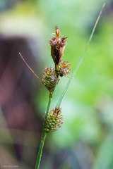 Carex serratodens