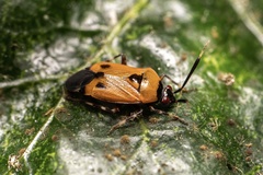 Deraeocoris punctum