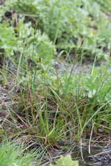 Carex serratodens