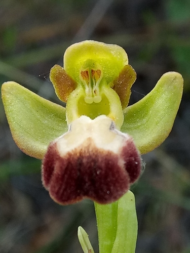 Sombre Bee-orchid