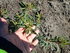 Polygonum paronychia
