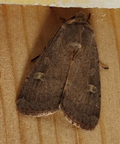 Square-spot Rustic