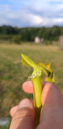 Goldenrod Crab Spider