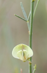 Psoralea glaucescens
