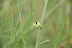 Psoralea glaucescens