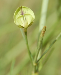 Psoralea glaucescens