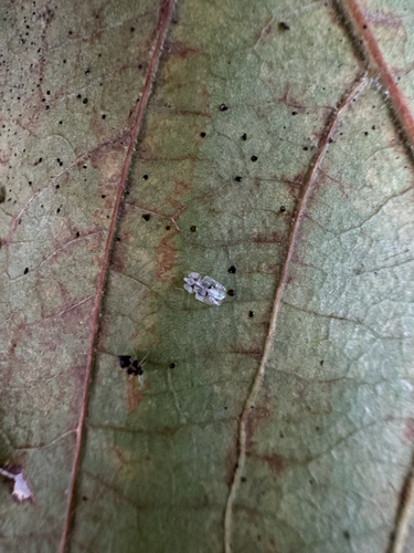 Eastern Sycamore Lace Bug