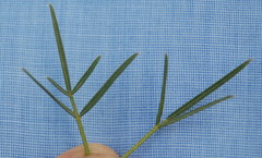 Psoralea glaucescens