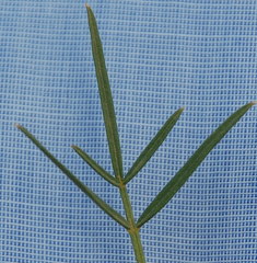 Psoralea glaucescens