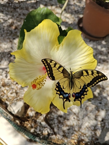 Old World Swallowtail