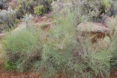 Psoralea glaucescens