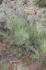 Psoralea glaucescens