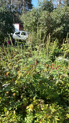 common ragweed