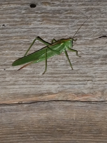 Great Green Bush-cricket