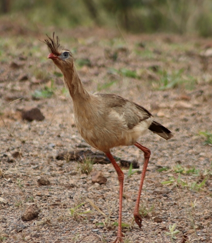 Red-legged Seriema