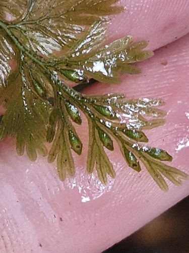 Crepidomanes bipunctatum observed 2026-07-25