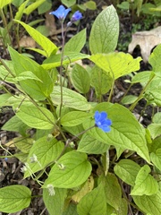 Omphalodes