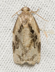 Archips grisea