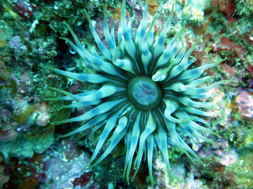 Actiniaria
